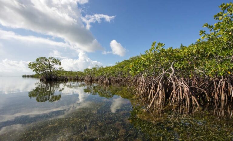 Pemerintah Cari Investor Luar Penanaman Mangroves Seluas 600 Ribu Hektar