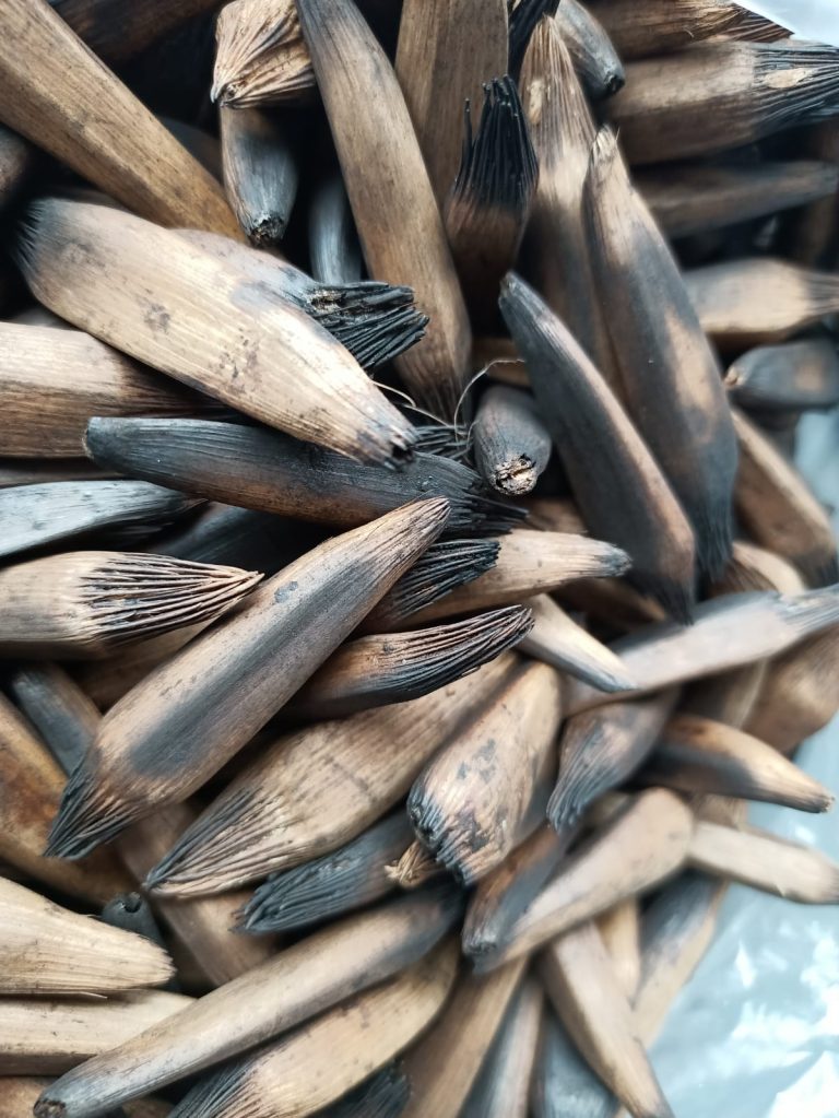 Kelapa Hutan, Pangan Khas Masyarakat Pegunungan Papua