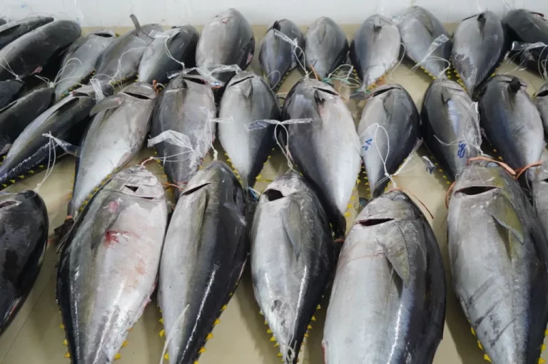 KKP Ungkap Minat Tinggi Negara Asing terhadap Tuna Berkelanjutan Indonesia
