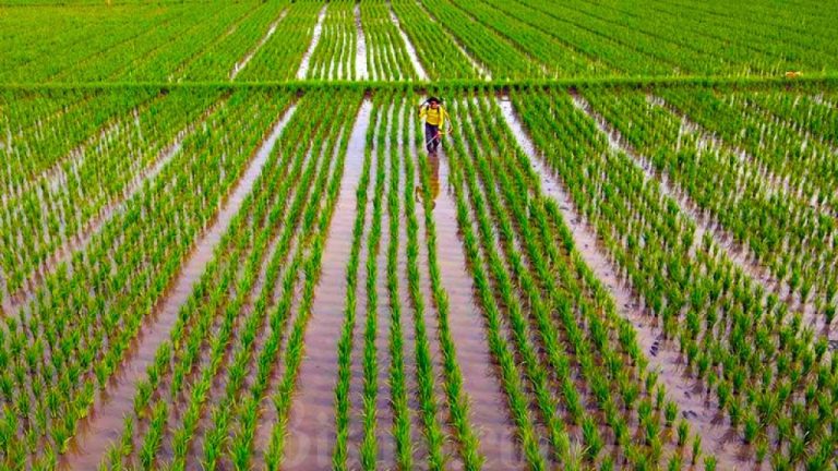 Pemerintah Cetak Sawah Baru Untuk Fokus di Papua, Maluku, dan NTT Dalam Stabilkan Harga Pangan