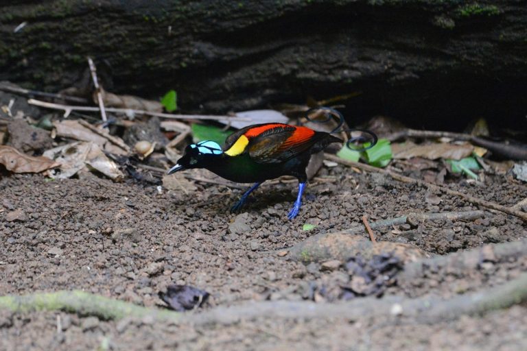 Kuasai 10,5 Juta Hektare, Papua Jadi Wilayah dengan Daerah Penting Burung Terbesar di Indonesia