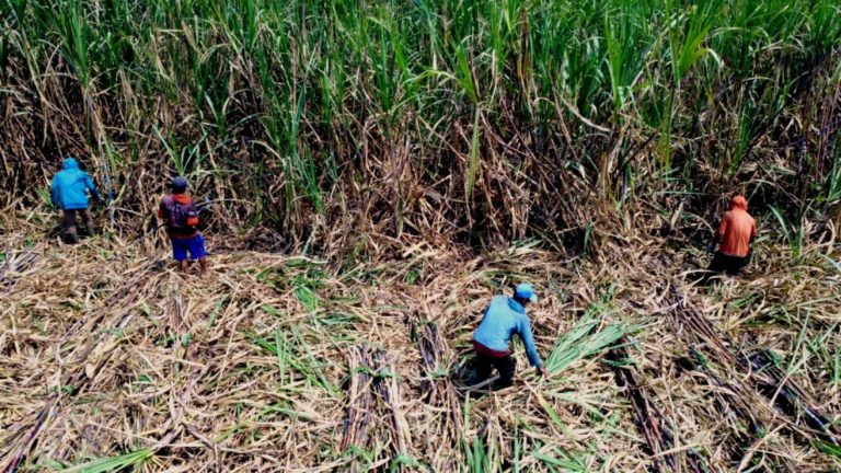 Gema Hari Tani Nasional: Menagih Janji Kedaulatan Pangan dari Indonesia Timur